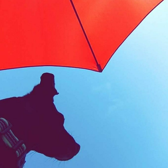 Meet your Posher, Riley - Picture 1 of 1